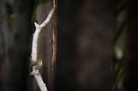 Hermit Thrush