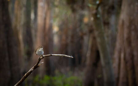 Hermit Thrush