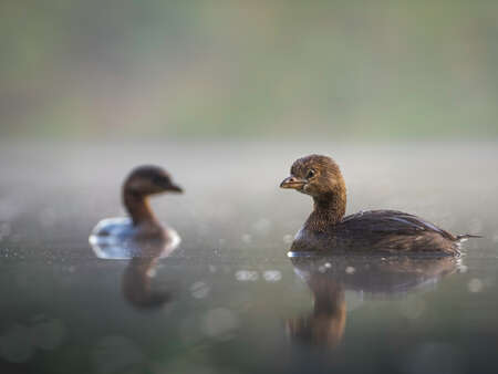 Pied Billed Grebes