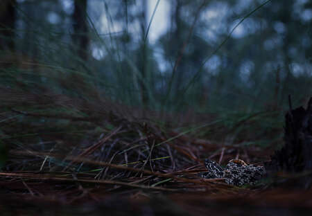 Pygmy Rattlesnake