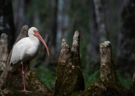 White Ibis