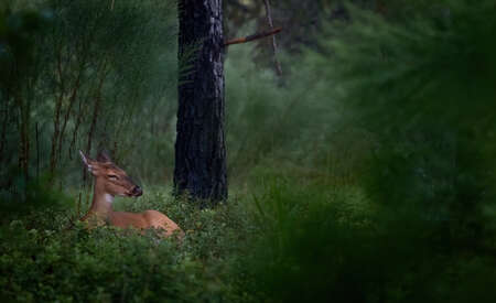 White Tailed Deer