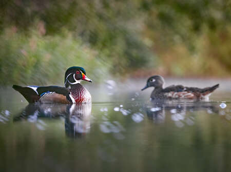 Wood Duck