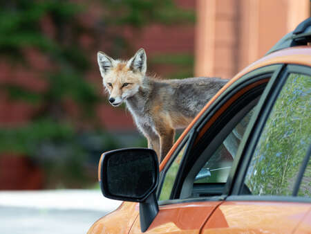 Fox on Car