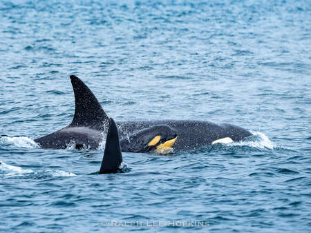 Whale Calf and Mother