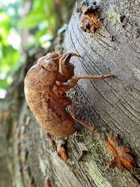 bug on tree
