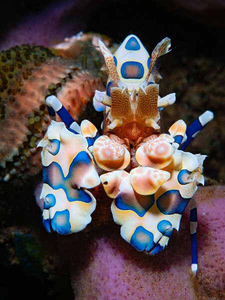 Harlequin shrimp in Bali boldly defending its claim on its sea star dinner 