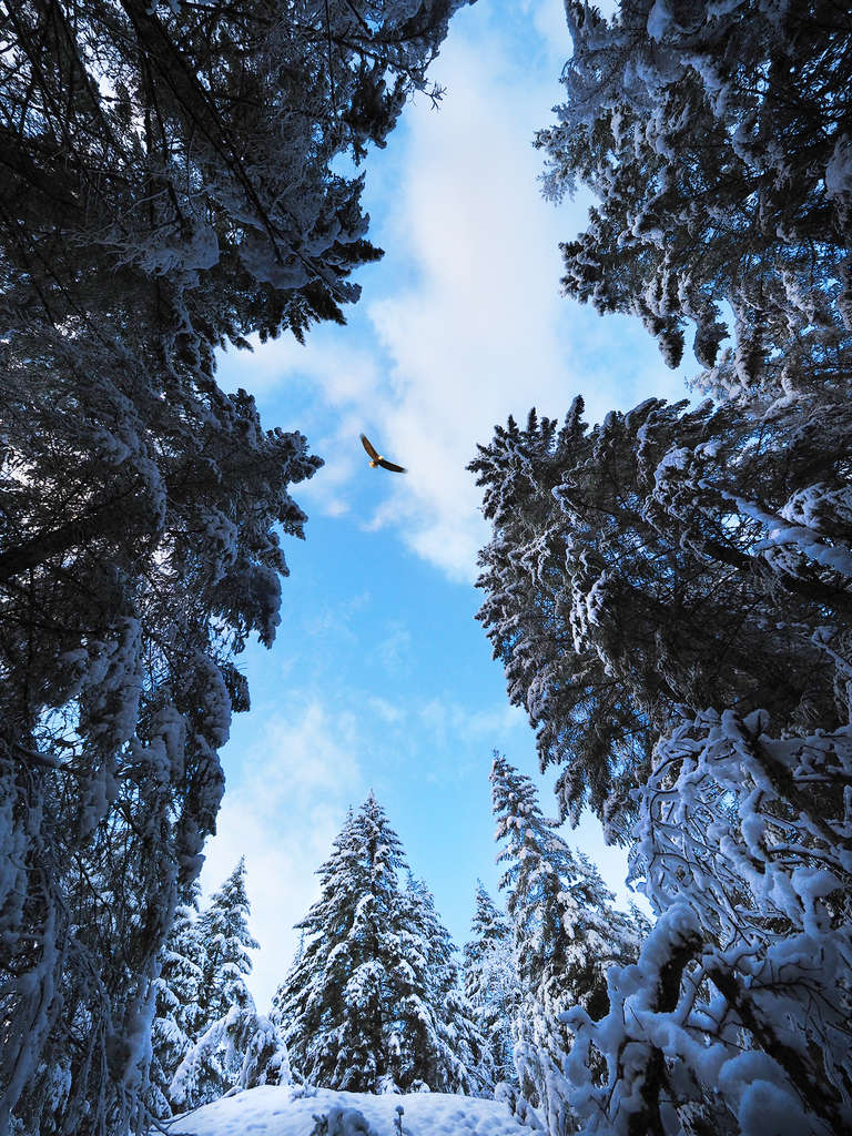 Using Natural Frames to Improve Your Composition OM SYSTEM