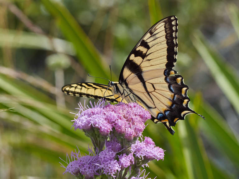 10 Tips for Amazing Butterfly Photos | OM SYSTEM