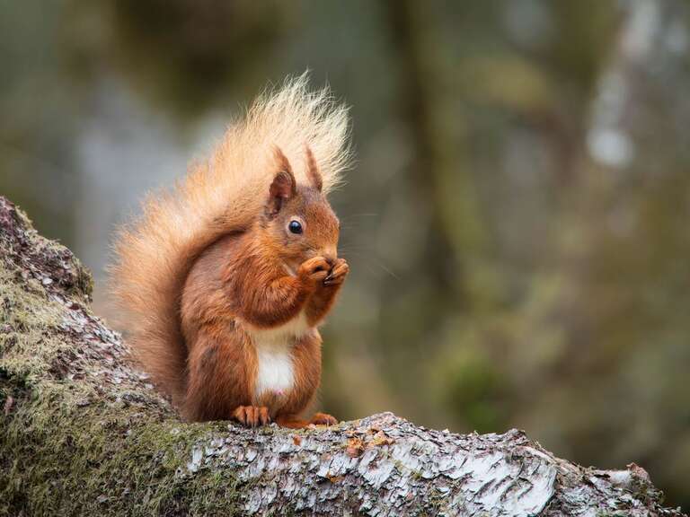 Capturing Wildlife With The 75-300mm II | OM SYSTEM