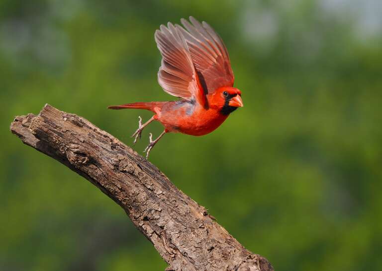 BIRD PHOTOGRAPHY WITH PRO CAPTURE | OM SYSTEM