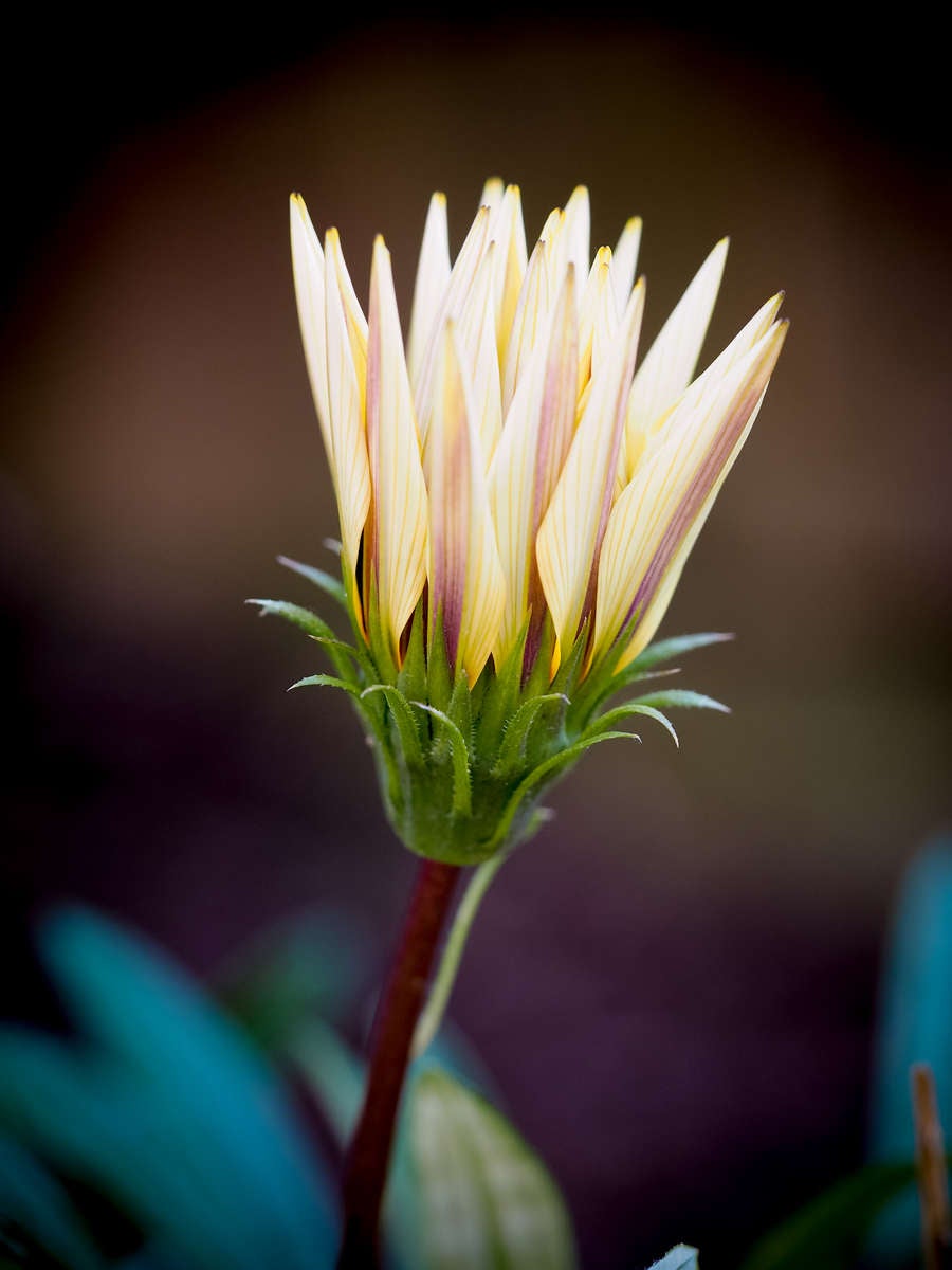 10 TIPS FOR FANTASTIC FLOWER PHOTOGRAPHY | OM SYSTEM
