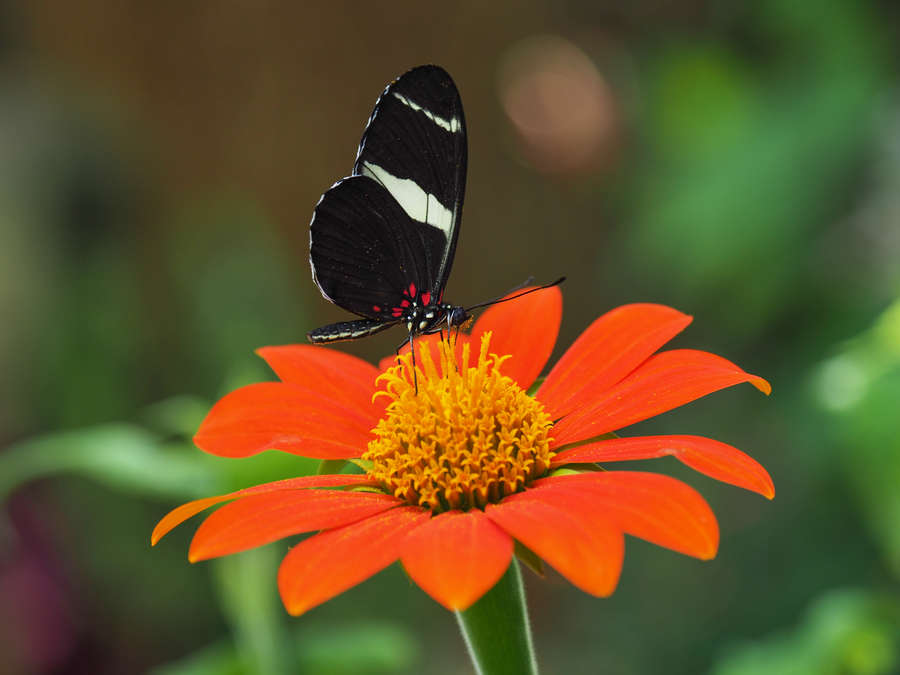 10 Tips for Amazing Butterfly Photos | OM SYSTEM