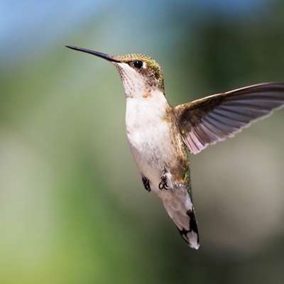 Backyard Bird Photography with Keith Wallach | OM SYSTEM