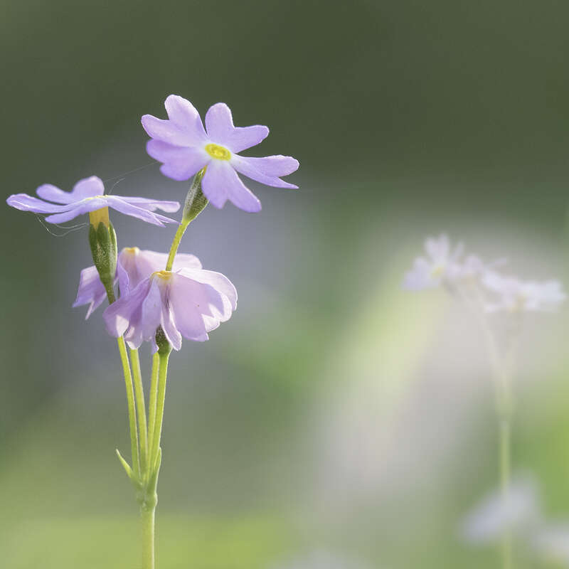 10 TIPS FOR FANTASTIC FLOWER PHOTOGRAPHY | OM SYSTEM